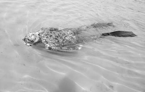 diving  water  black and white