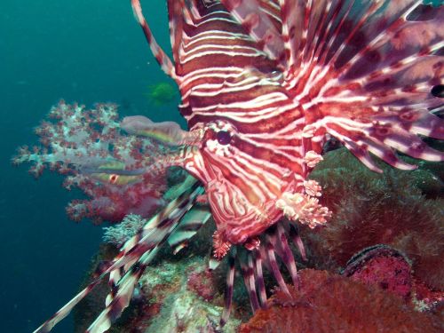 diving lionfish under