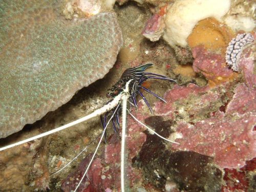 diving shrimp under