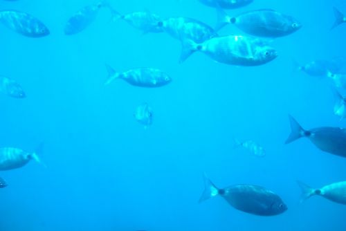 diving seabed fish