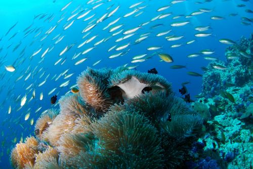 diving underwater sea