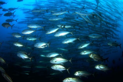 diving underwater sea