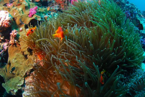 diving underwater sea