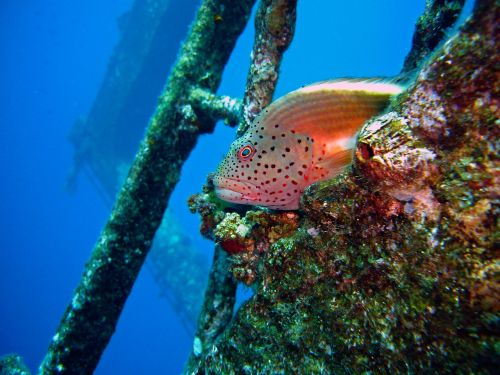 diving underwater coral guardian
