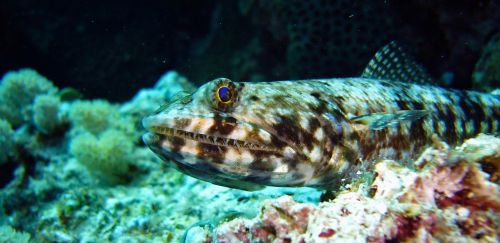 diving underwater lizard fish