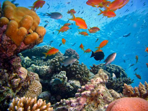 diving underwater reef