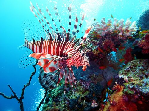 diving underwater red fire fish