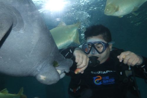 diving underwater marine