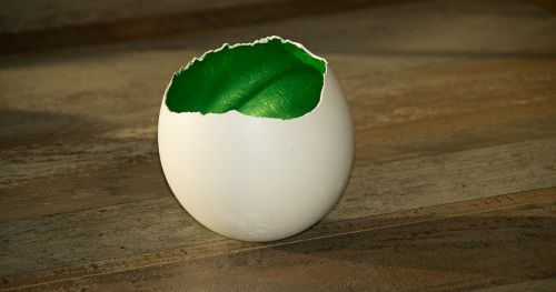 diy shell eggshell