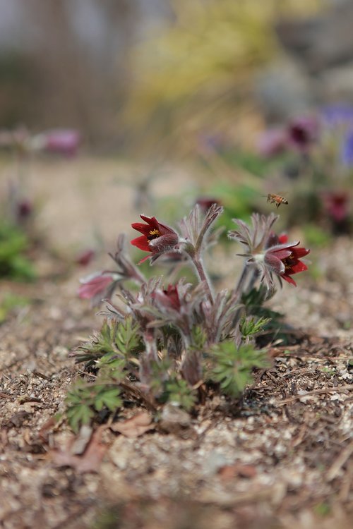 do mi flower  flowers  wildflower