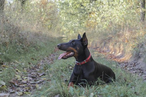 doberman pinscher dog