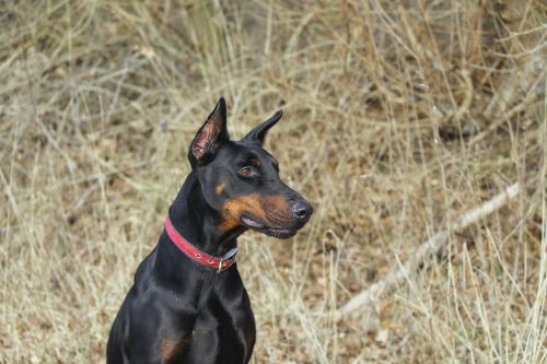 doberman pinscher dog