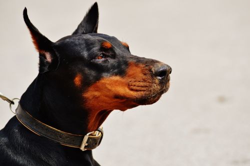 doberman dog animal world