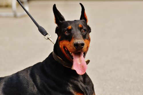 doberman dog animal world