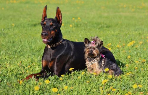 doberman yorkshire terrier dogs