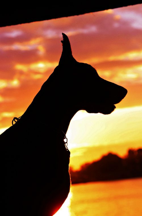 doberman silhouette sunrise