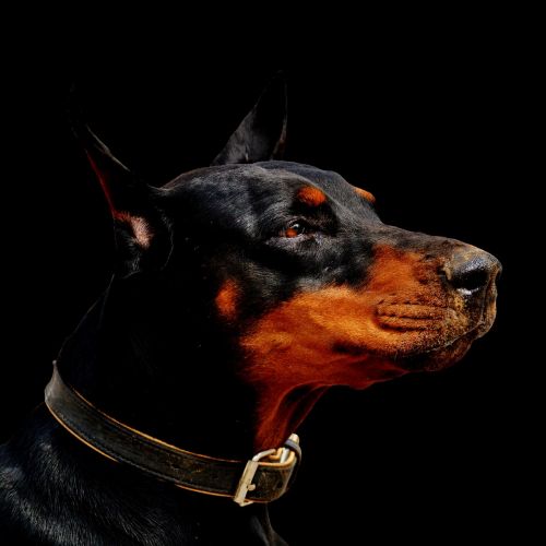 doberman dog animal world