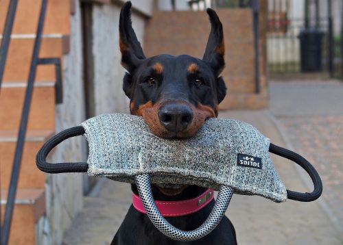 doberman dog keep