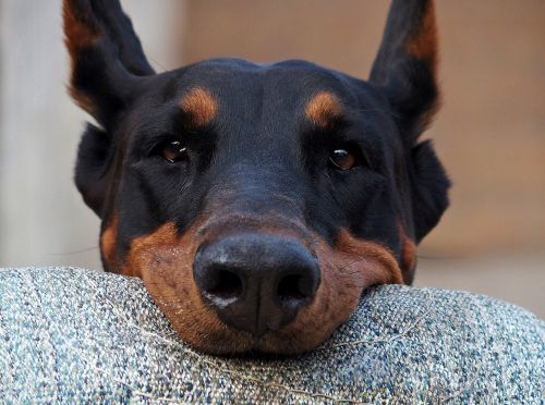 doberman head dog