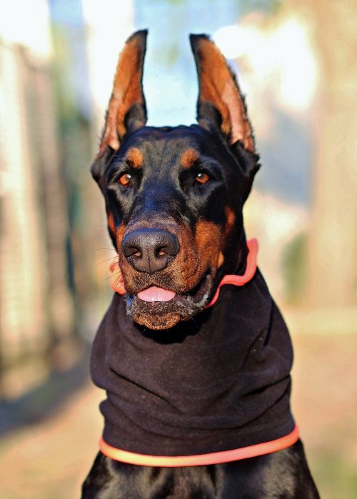 doberman dog head