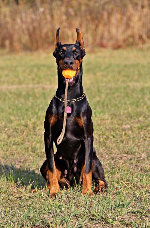 doberman dog sitting