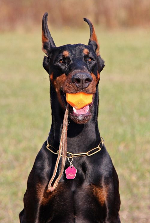 doberman dog head