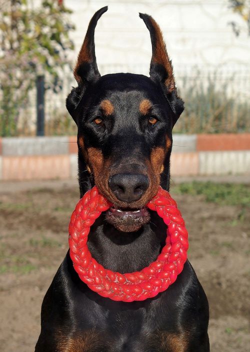 doberman dog pink circles