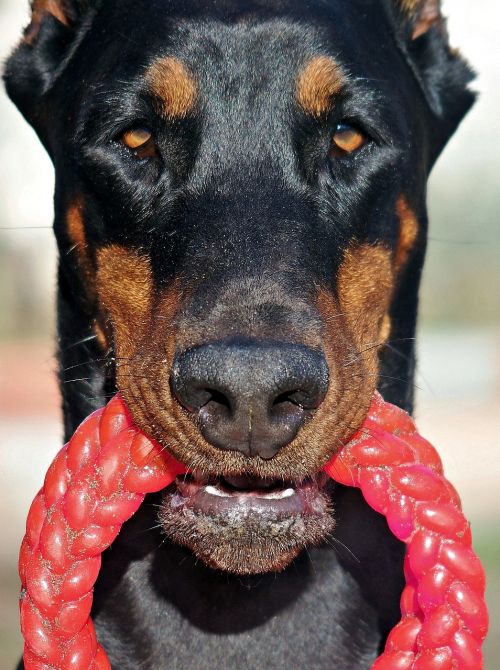 doberman dog beauty