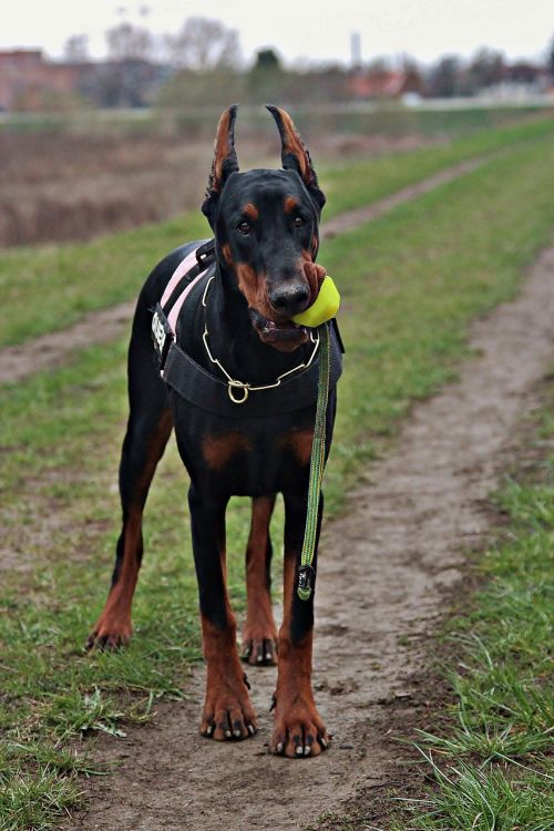 doberman dog ball