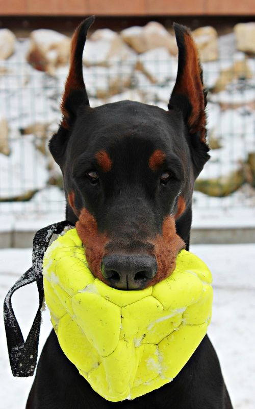 doberman dog portrait