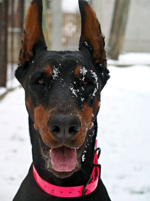 doberman dog head