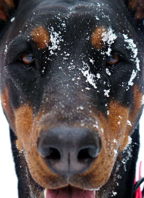 doberman dog snowy