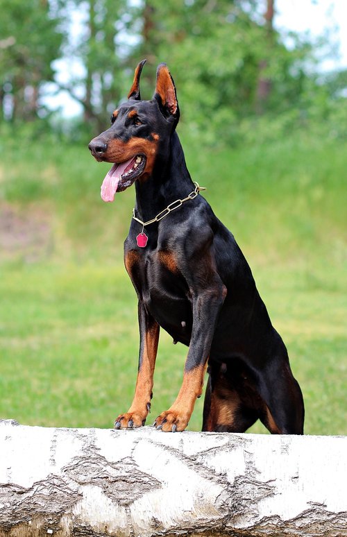 doberman  dog  beauty