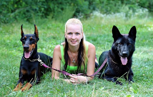 doberman  black german shepherd  dogs