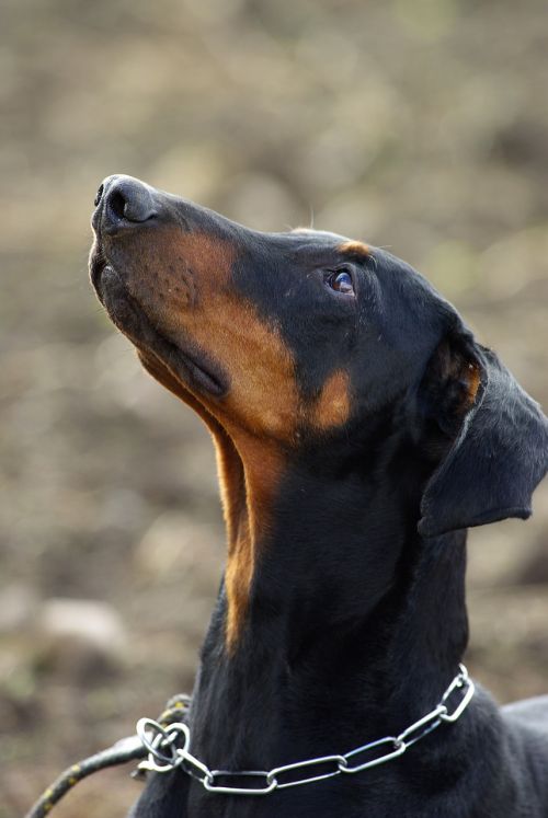 doberman dog animal