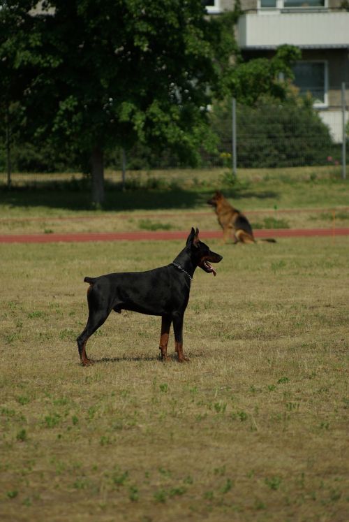 doberman dog animal