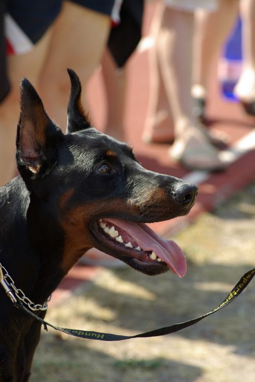 doberman dog animal