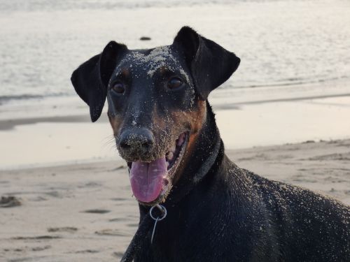 doberman dog beach