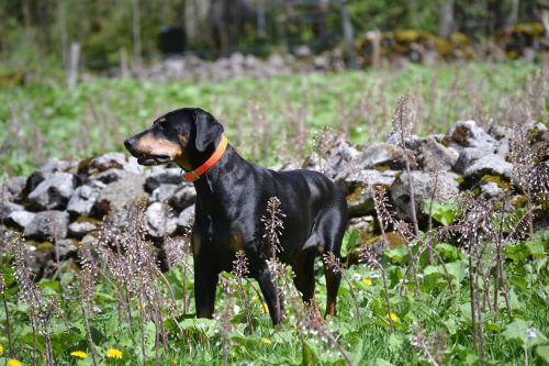 doberman nature dog