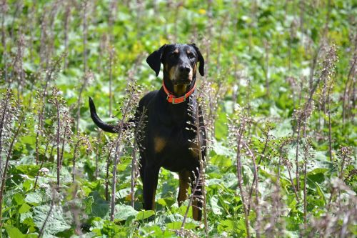 doberman dog animal