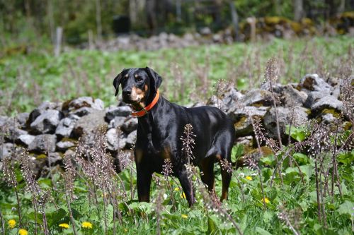 doberman nature dog