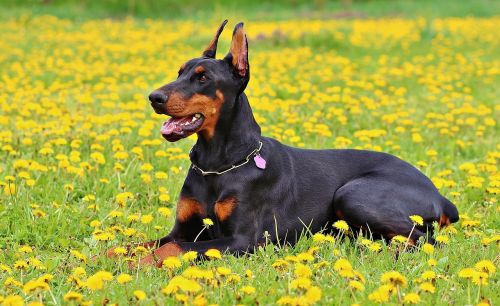 doberman dog nature