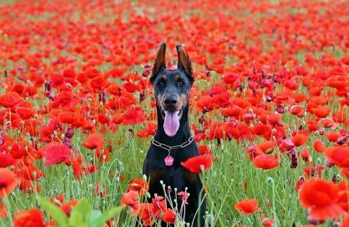 doberman dog sitting poppy