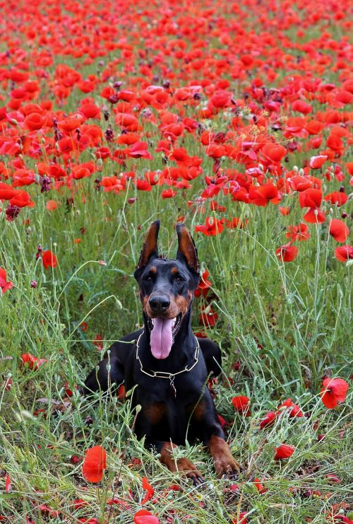 doberman dog lies poppy field