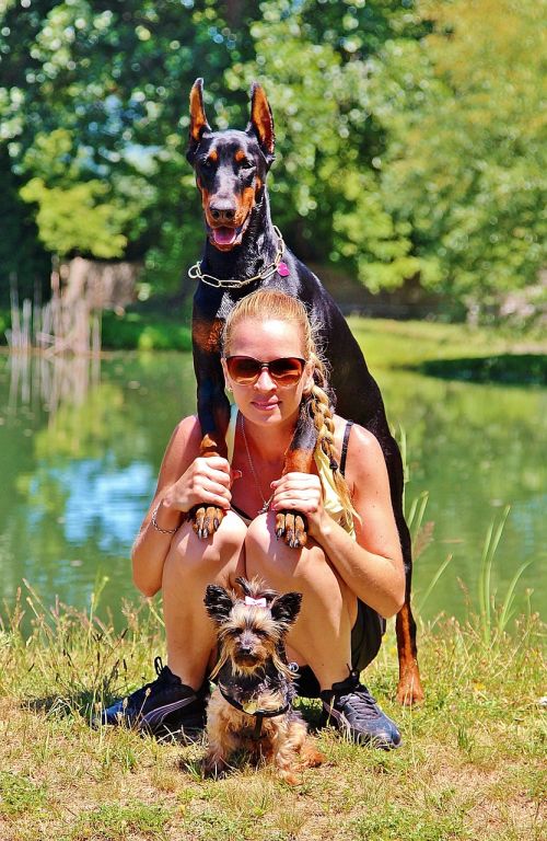 doberman pinscher yorkshire terrier woman