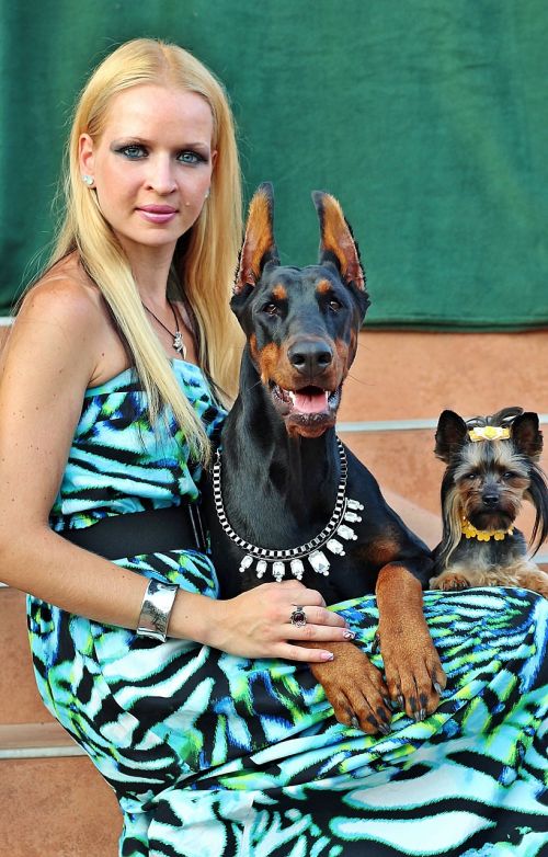 doberman pinscher yorkshire terrier woman