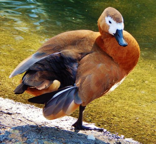 dock animal wildlife