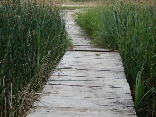 dock wood path