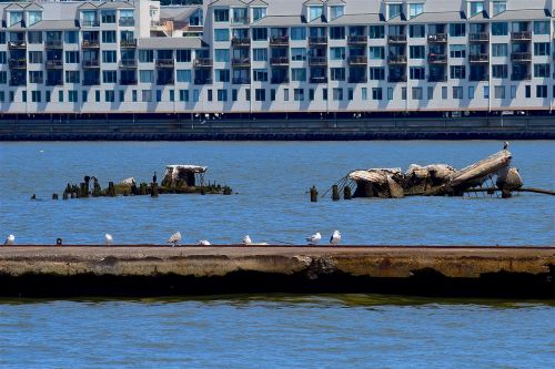 dock harbor sea gulls