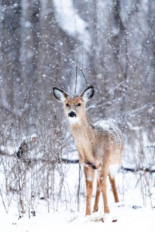 doe deer snowing